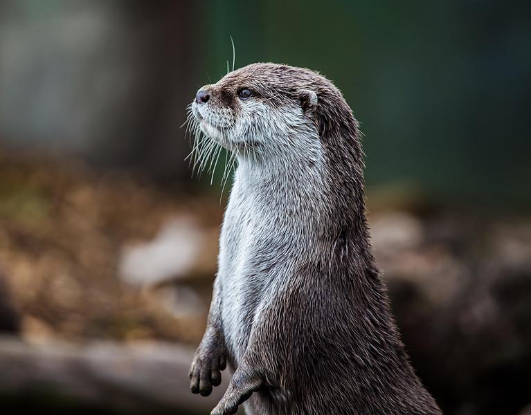 - © Pixabay Le retour de la loutre et du castor dans les Hautes-Alpes_Le Monêtier-les-Bains - © Pixabay