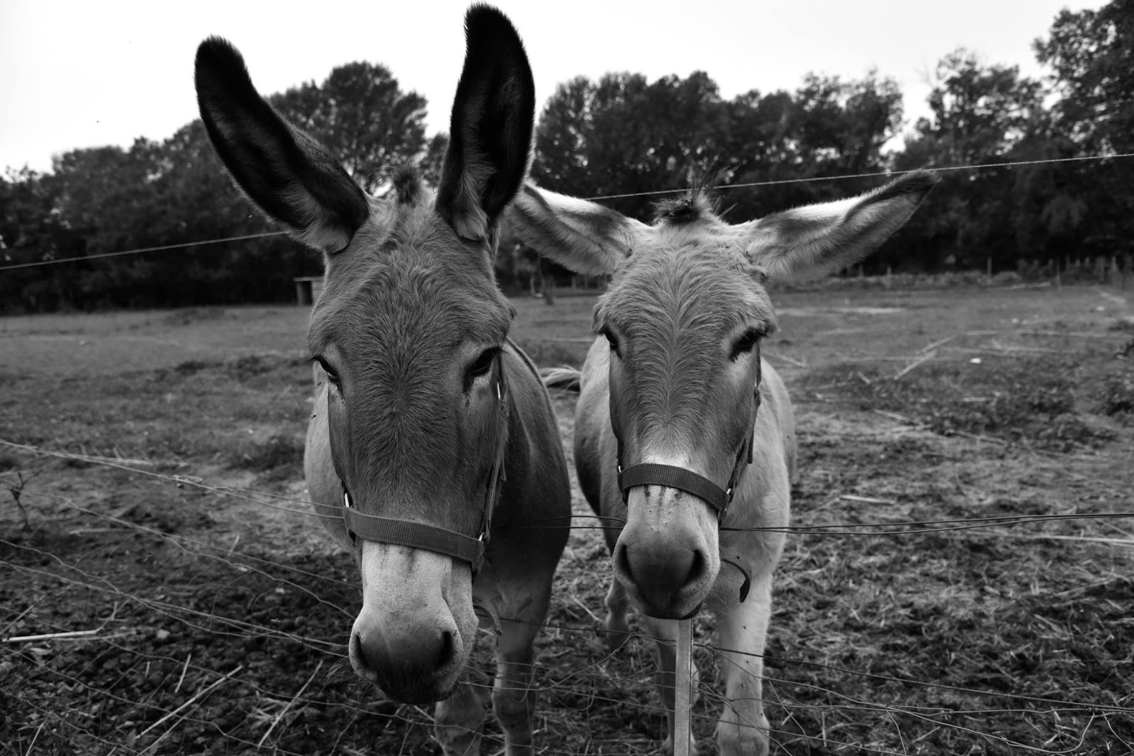 Domaine de la Mérindole, Aix-en-Provence - photo 6