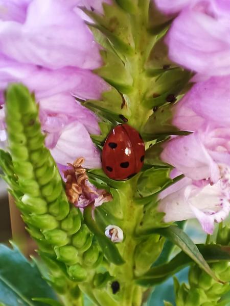 Photo d'une coccinelle 