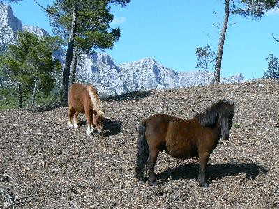 Centre équestre Clos Sainte Victoire, Saint-Antonin-sur-Bayon - photo 3