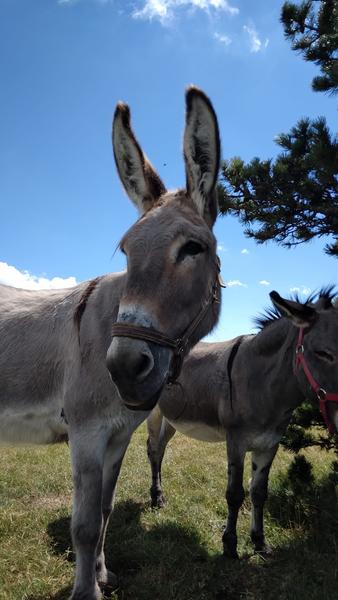 Au Pas de l'Ane en Trièves  - Séjour Sans Voiture_Saint-Martin-de-Clelles