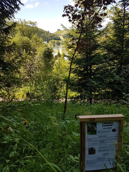 Arboretum Alpe du Grand Serre