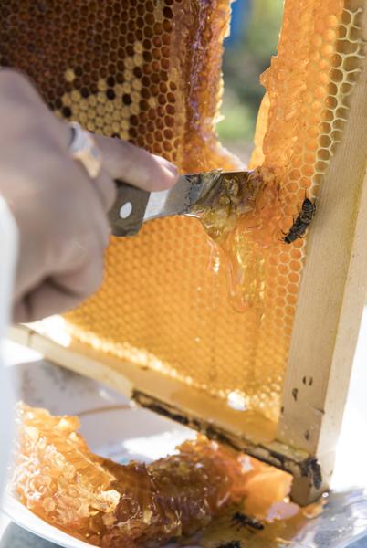 Atelier pâtisserie par l'Abeille de Ré