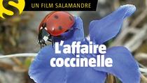 L’affaire Coccinelles_Arcon