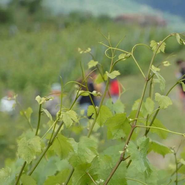 Pique-nique entre vigne et chai_Sarcey