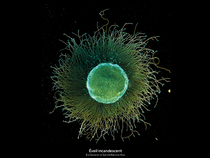 Exposition "Lumières intérieures : voyage en neurosciences"_Fontanil-Cornillon