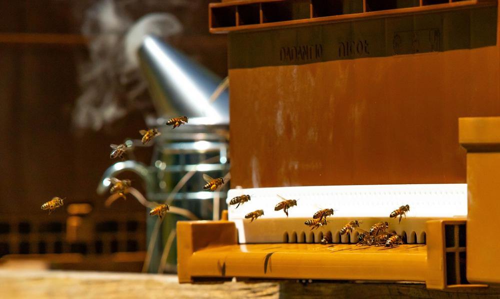 Atelier du petit apiculteur à la Châtaigneraie Godissard_Collobrières