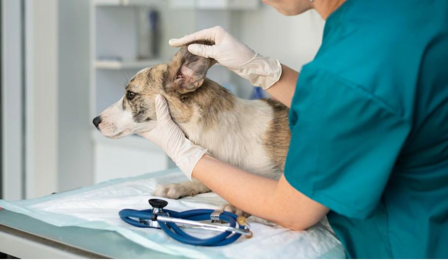 Cabinet vétérinaire Dr Chevallereau