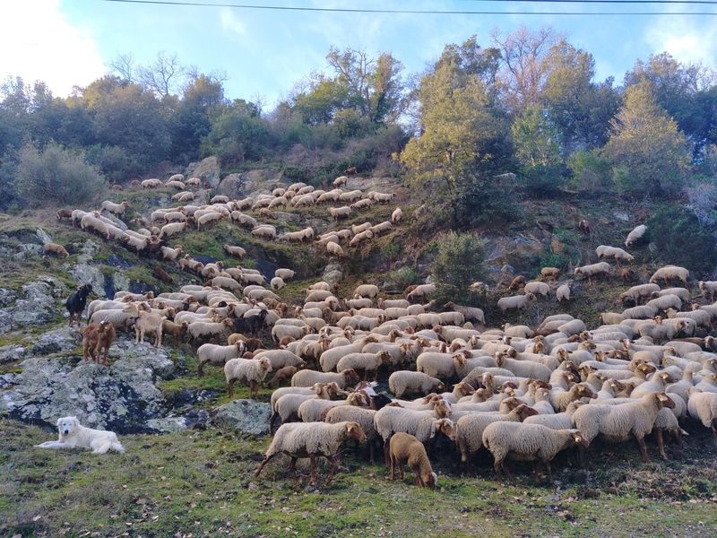 troupeau de moutons  Ferme du Lambert