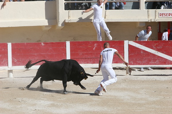 Journée club taurin Lou Santen – course camarguaise taureaux jeunes