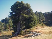 Arbres remarquables Chamrousse