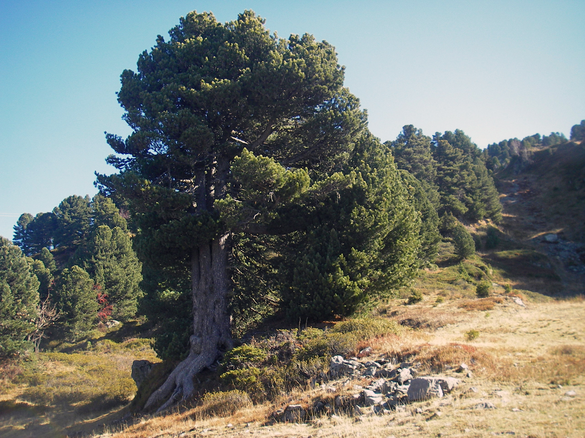 Arbres remarquables Chamrousse