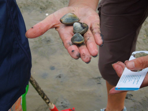 Découverte de l'estran sablo-vaseux & Biodiversité