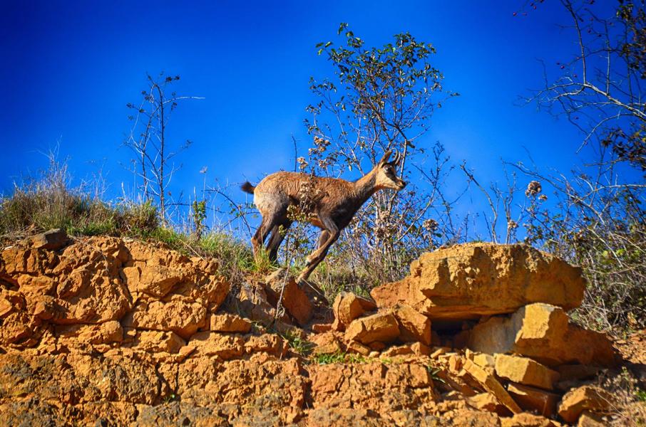Chamois du Revermont