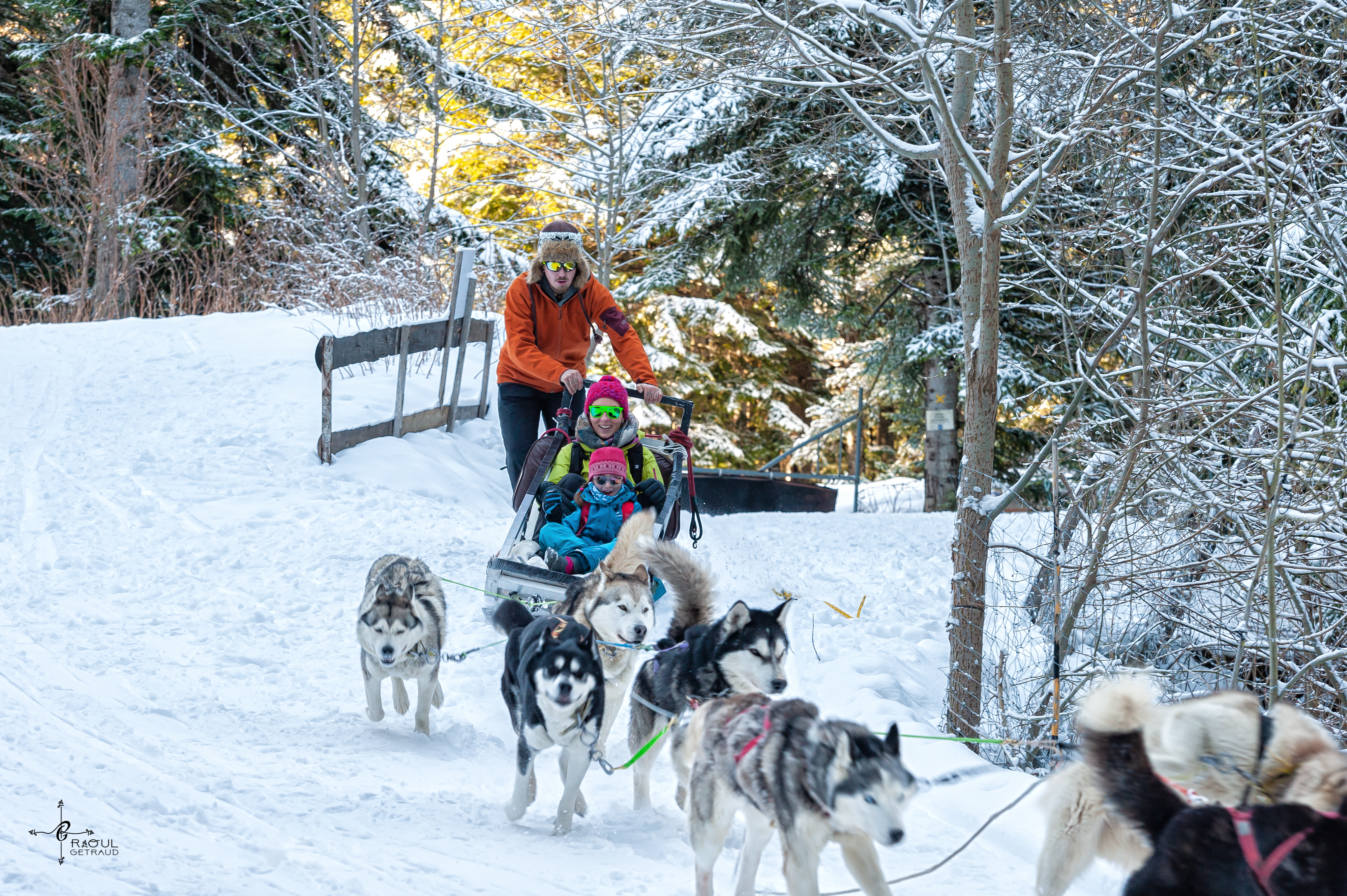 Chiens de Traineaux