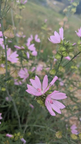 Les Mardis Plantes & Santé - Les Échappées Estivales