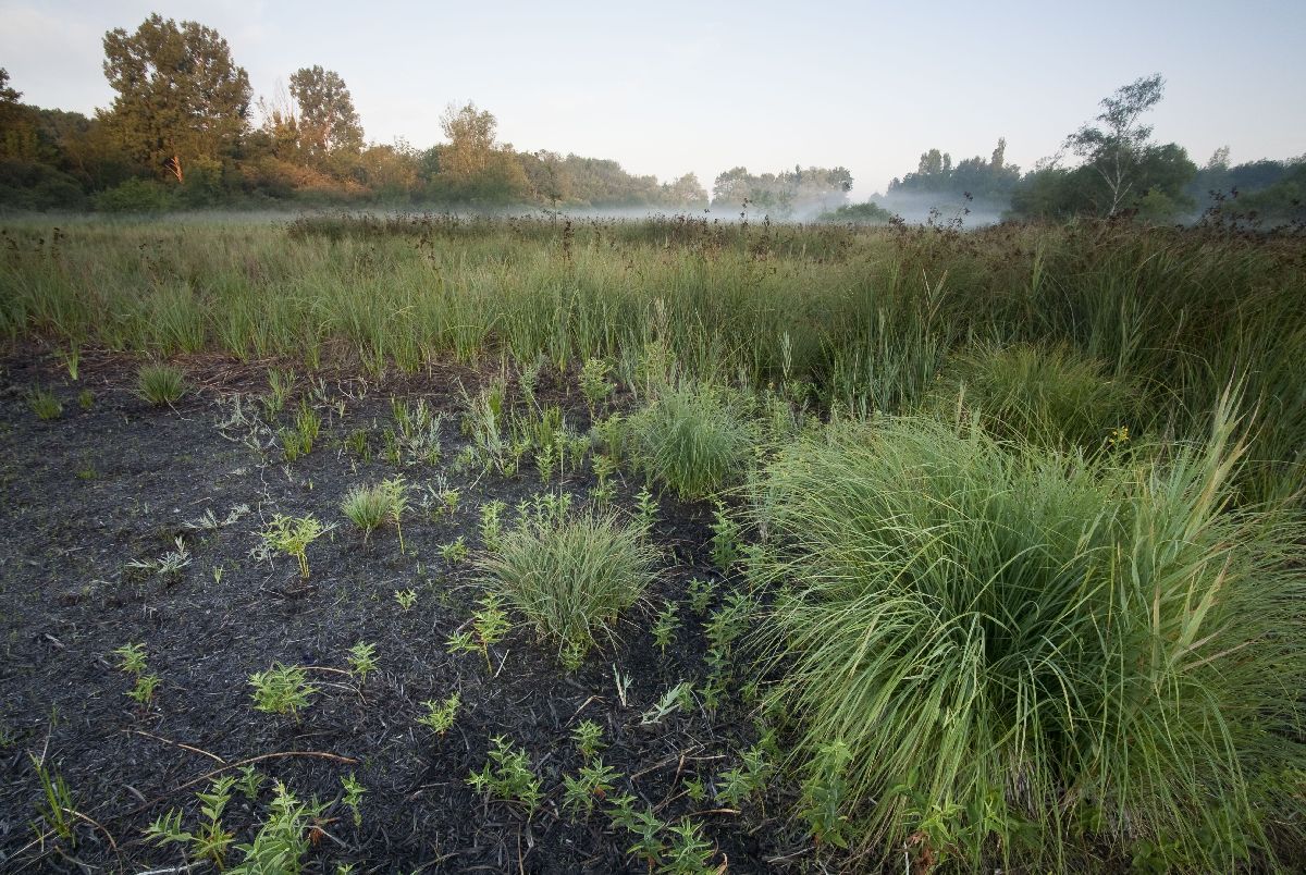 Espace Naturel Sensible Marais de la Léchère