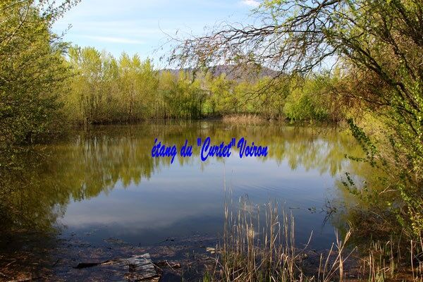 Etang du curtet
