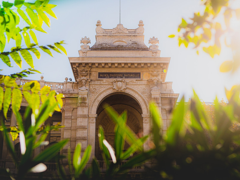 Aliçe et les drôles d'oiseaux