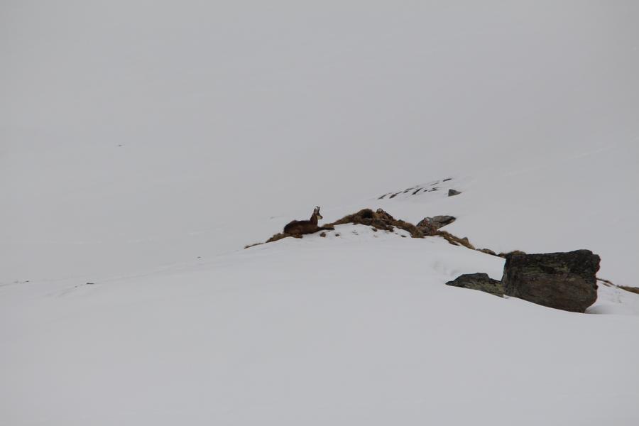 Raquettes à neige : Nuitée en refuge gardé dans le Parc national de la Vanoise_Val-Cenis