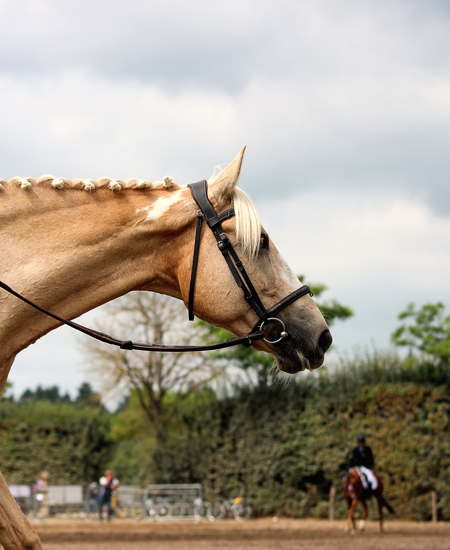 Horse Riding