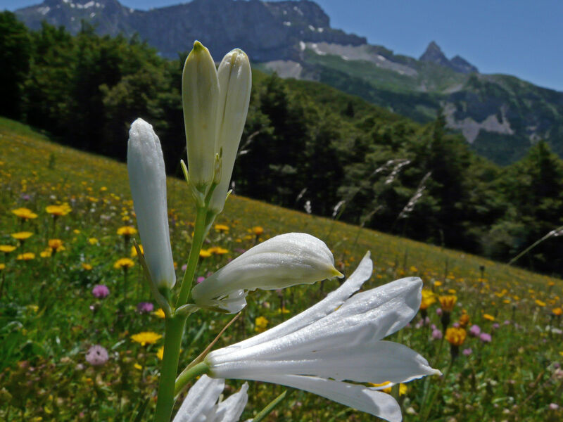 Le Cris-Cath - Tréminis