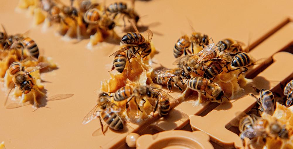 Atelier du petit apiculteur à la Châtaigneraie Godissard
