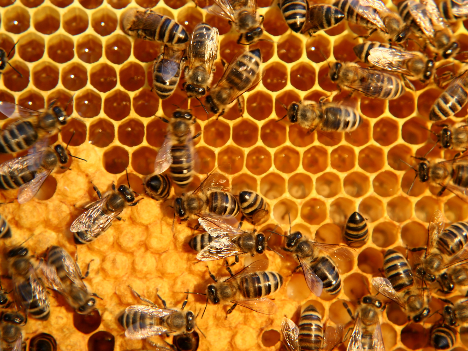 A la découverte du monde des abeilles et de leur nectar