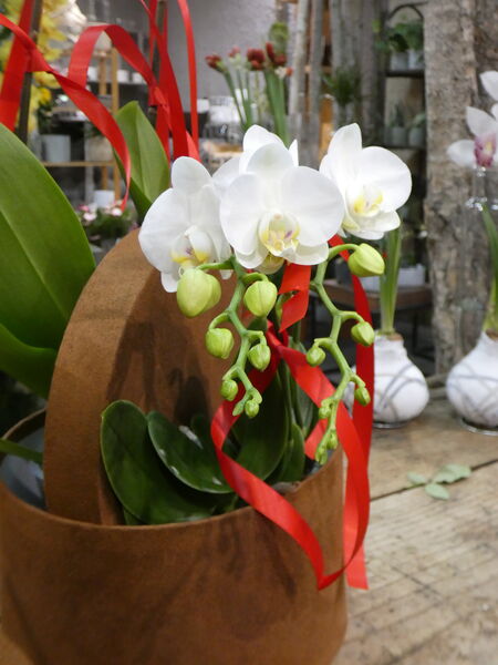 L’Orchidée