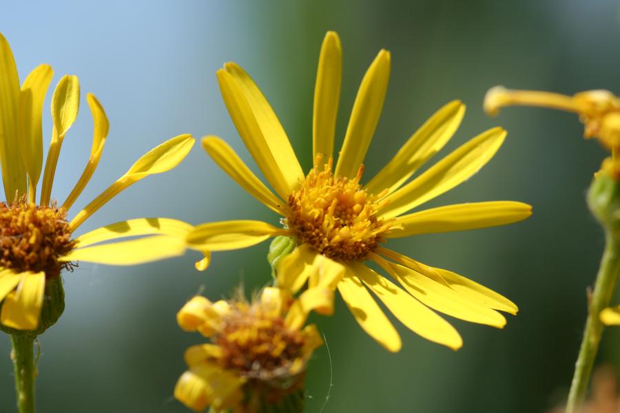 Plante vivace présente dans la réserve