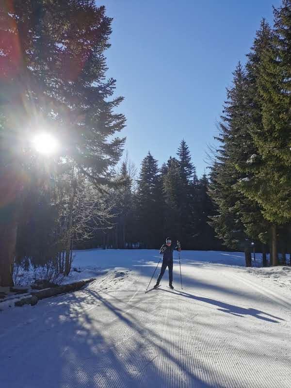 Personne pratiquant le ski de fond entre les sapins au soleil