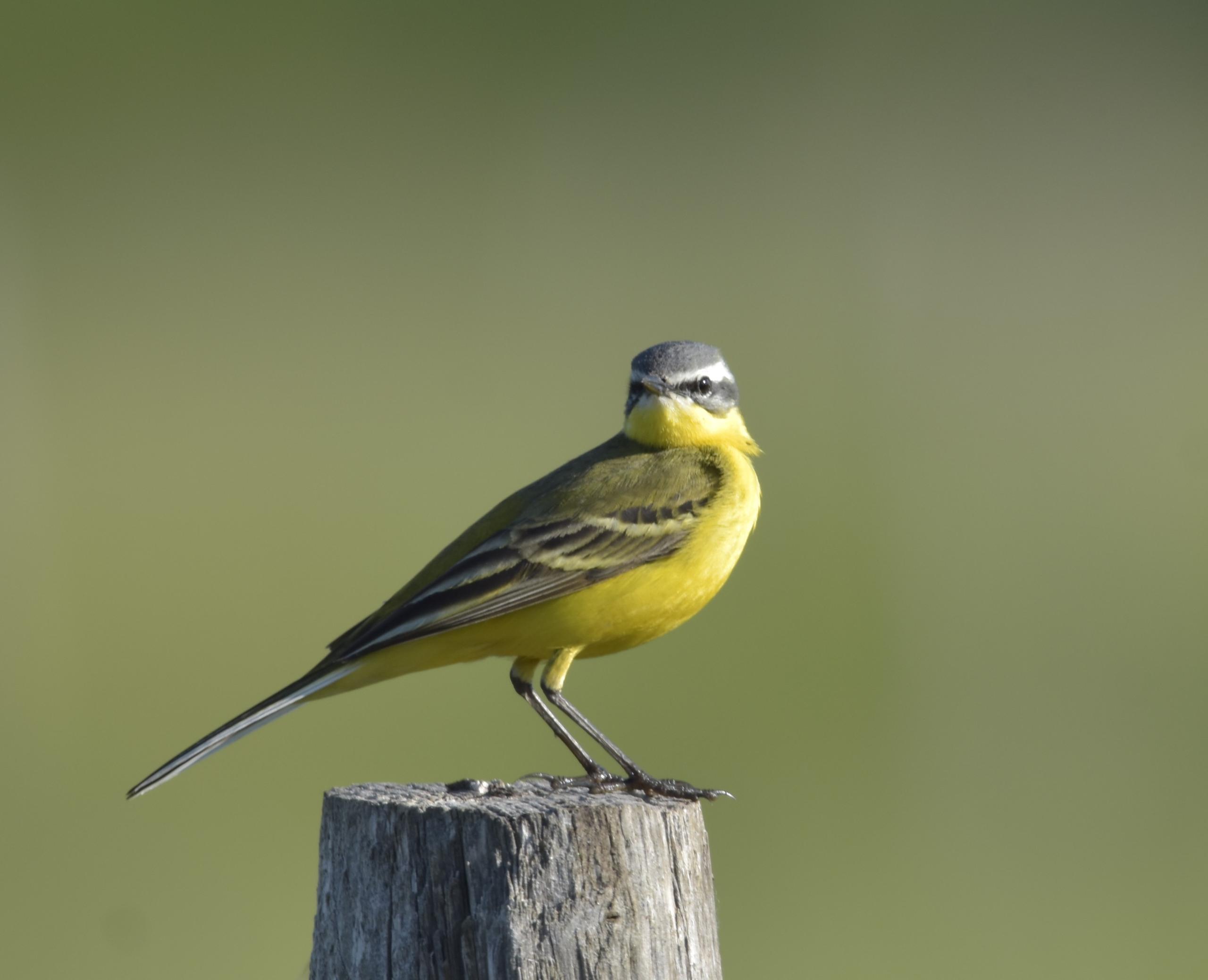 Oiseaux nicheurs de Vitrezay
