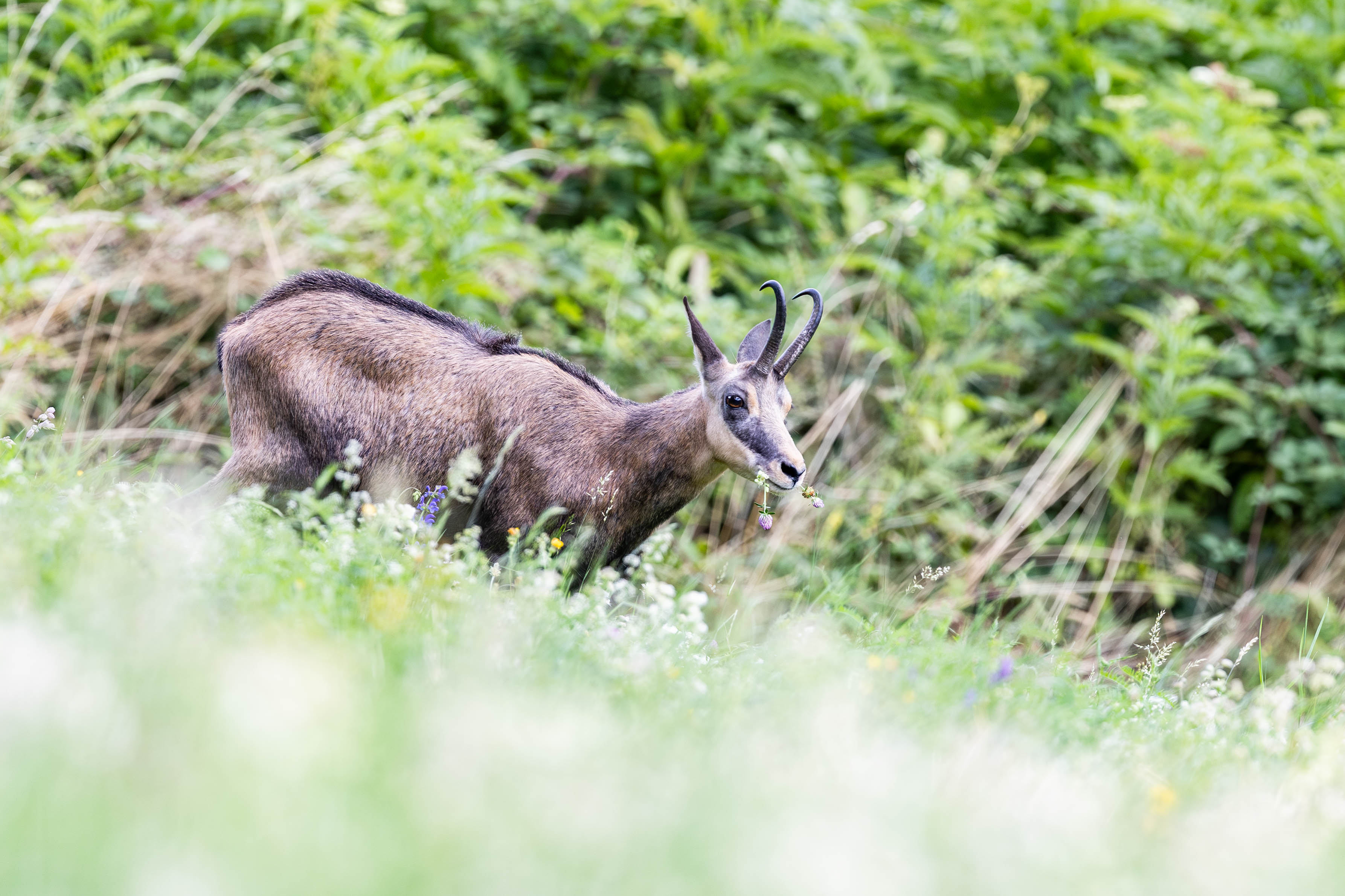Observation d’Animaux en Lauzière
