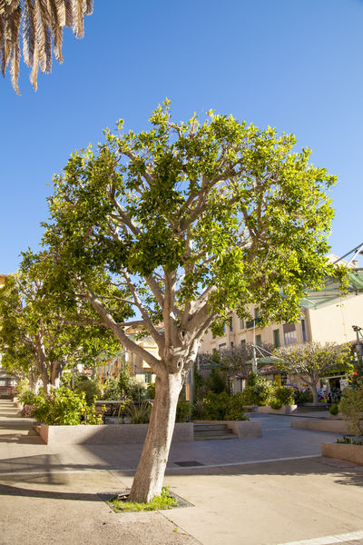 Ficus Nitida