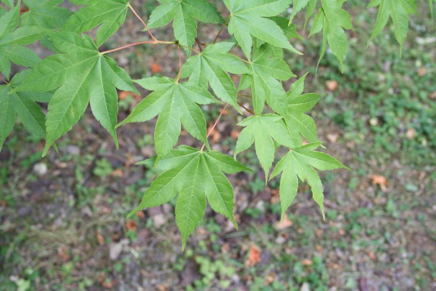 Visite du jardin botanique de l'Université Paris-Saclay : Erables et chênes 