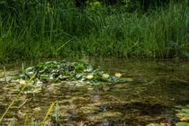 Sortie nature : découverte de la face cachée des ENM_Meylan