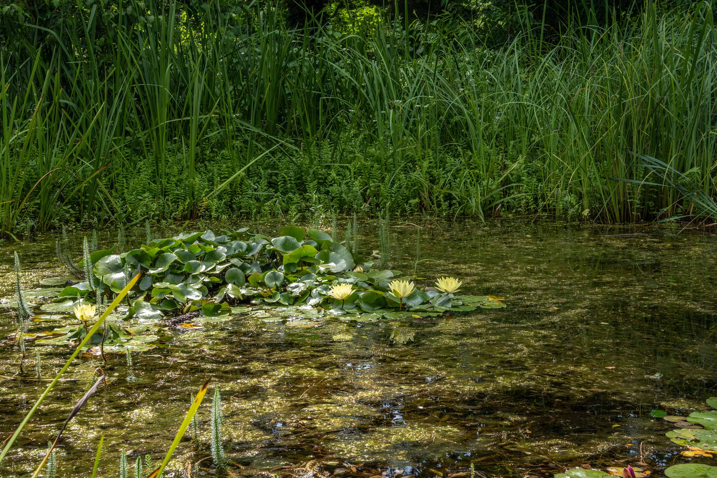 Sortie nature : découverte de la face cachée des ENM_Meylan