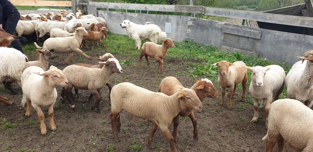 La Bergerie du Freney - producteur - Saint-Chef, cité abbatiale - Balcons du Dauphiné