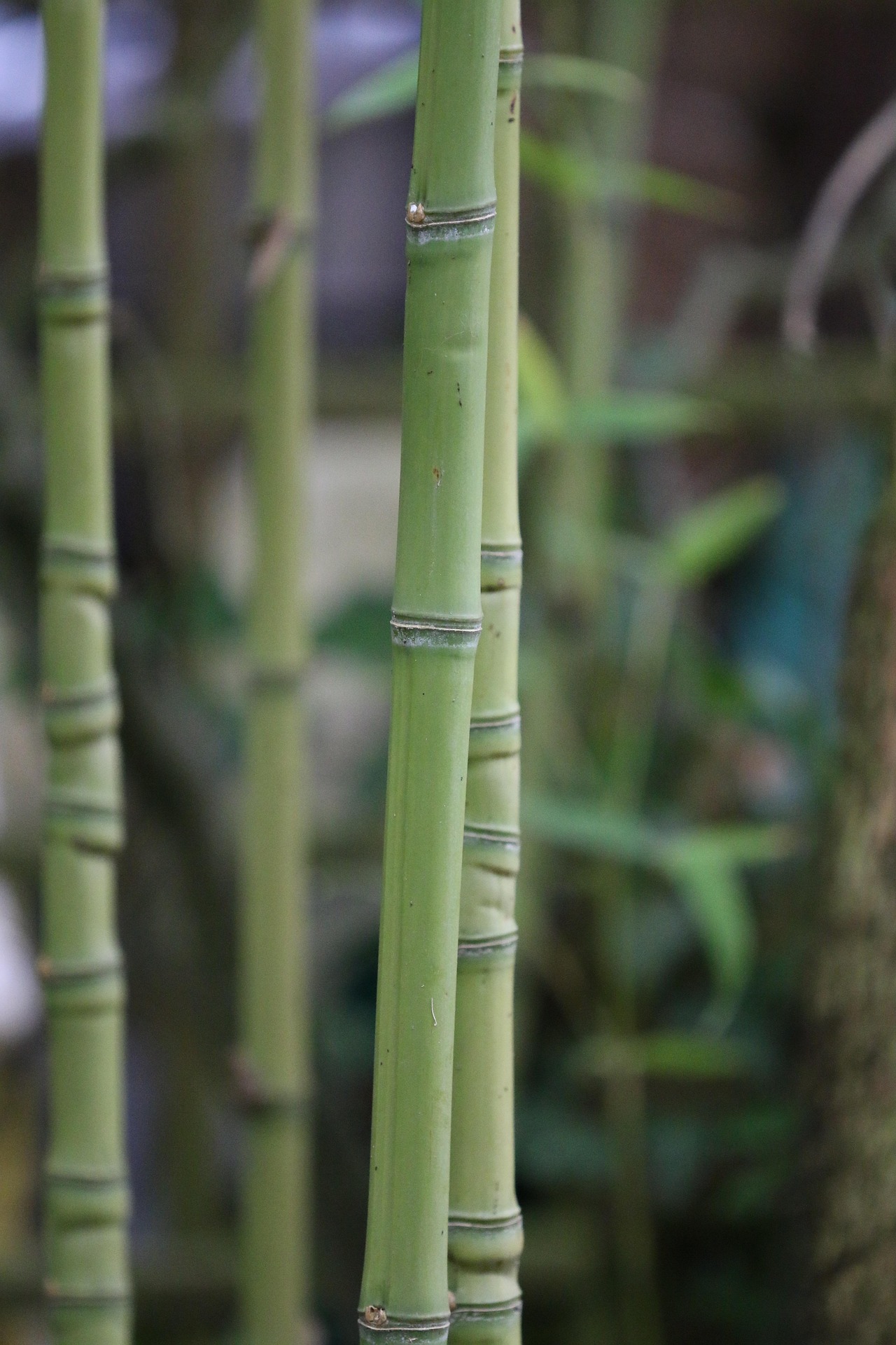Bamboo Orchestra Trio_Générargues