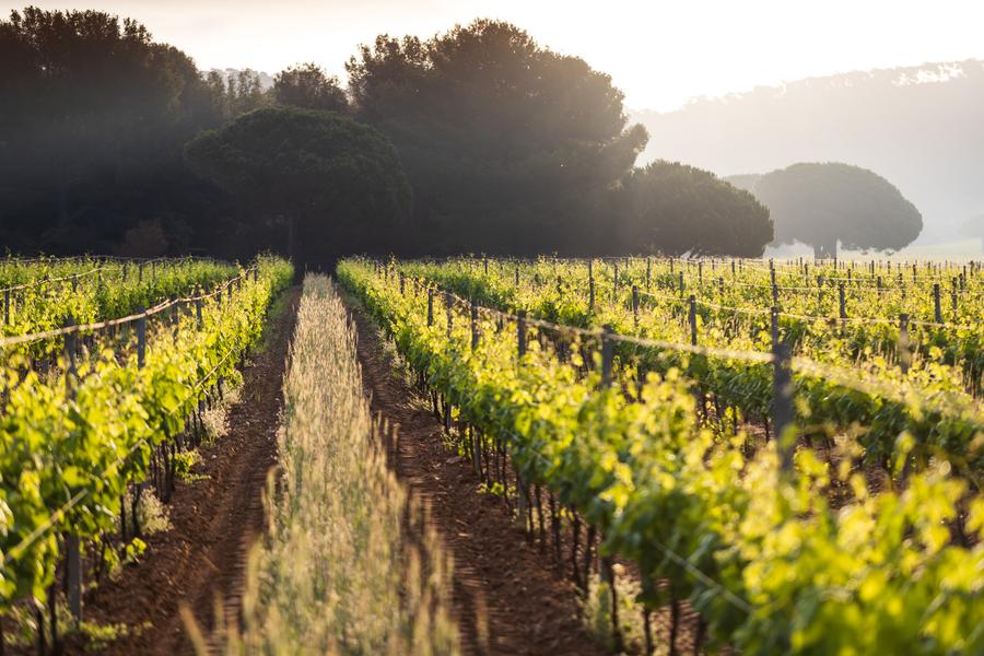 Domaine La Courtade vignes et soleil