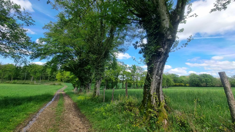 Circuit VTT-VTC n°27 (noir) - Les domaines de Bresse_Montrevel-en-Bresse