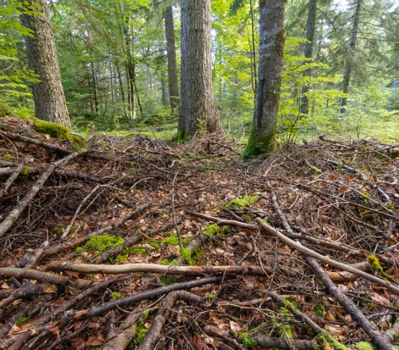 De l'arbre à la production de bois énergie_Le Monestier-du-Percy
