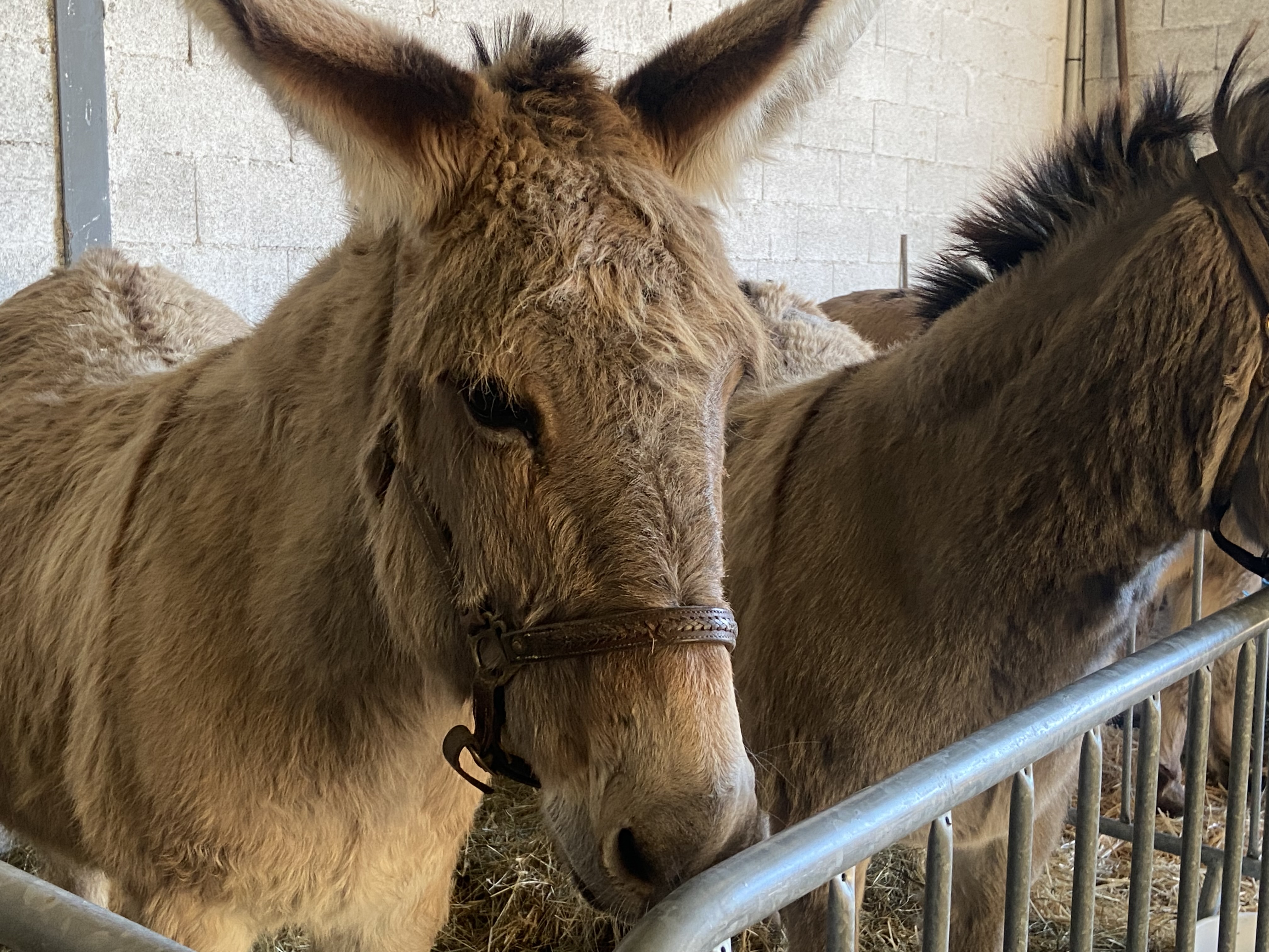 Foire Agricole - photo 3