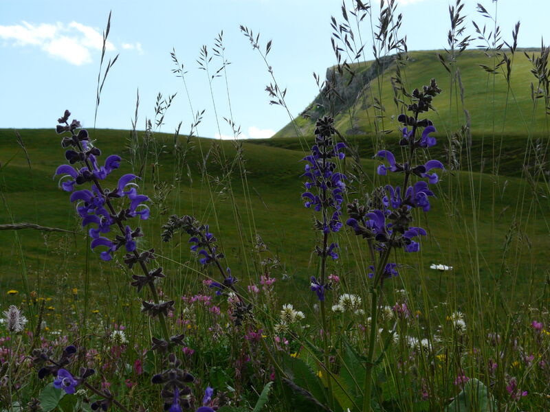 Le Cris-Cath - Tréminis