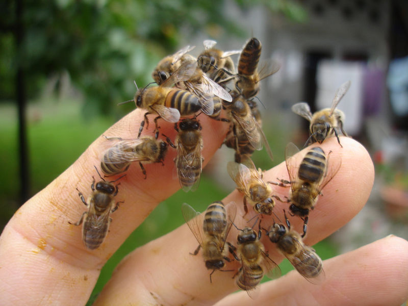 Animation environnement "apiculture"