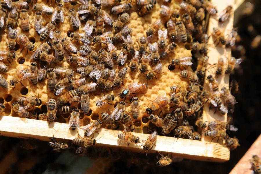 Atelier du petit apiculteur à Collobrières