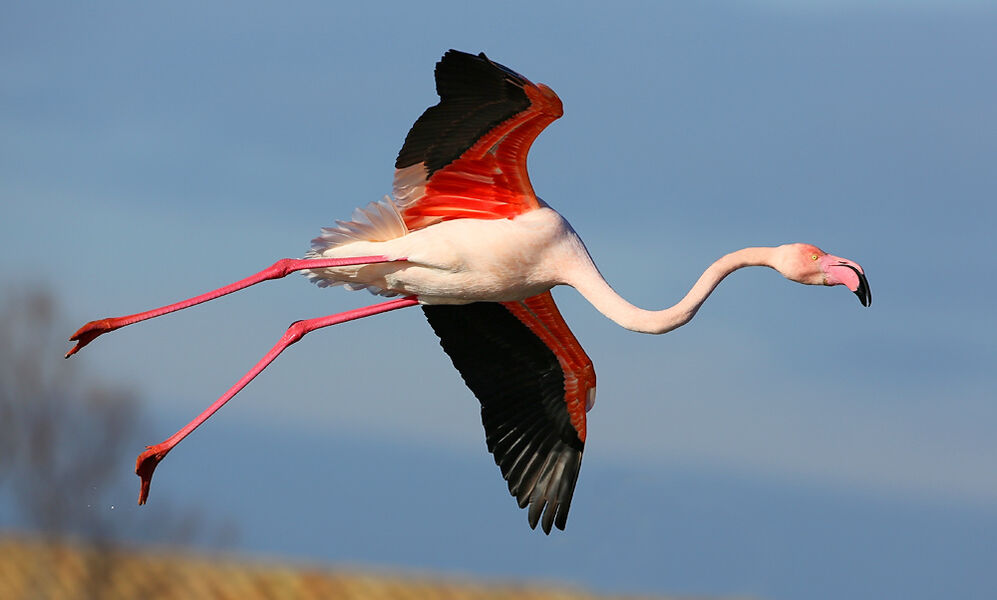 Flamant rose