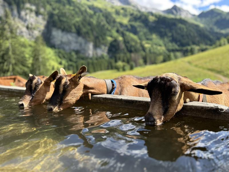 La ferme de Sommier d'Aval 