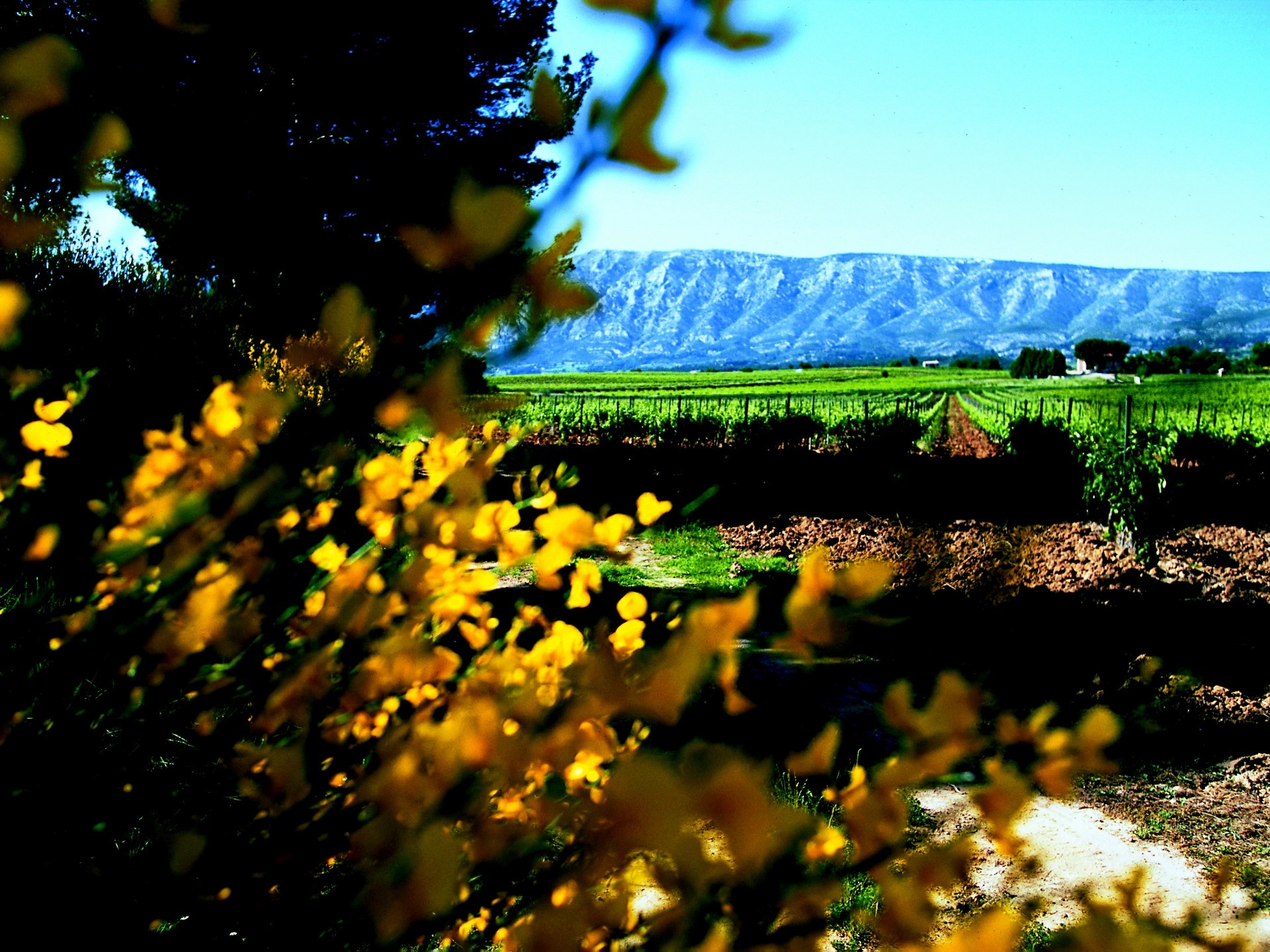 Domaine Houchart - Famille Quiot — photo 3