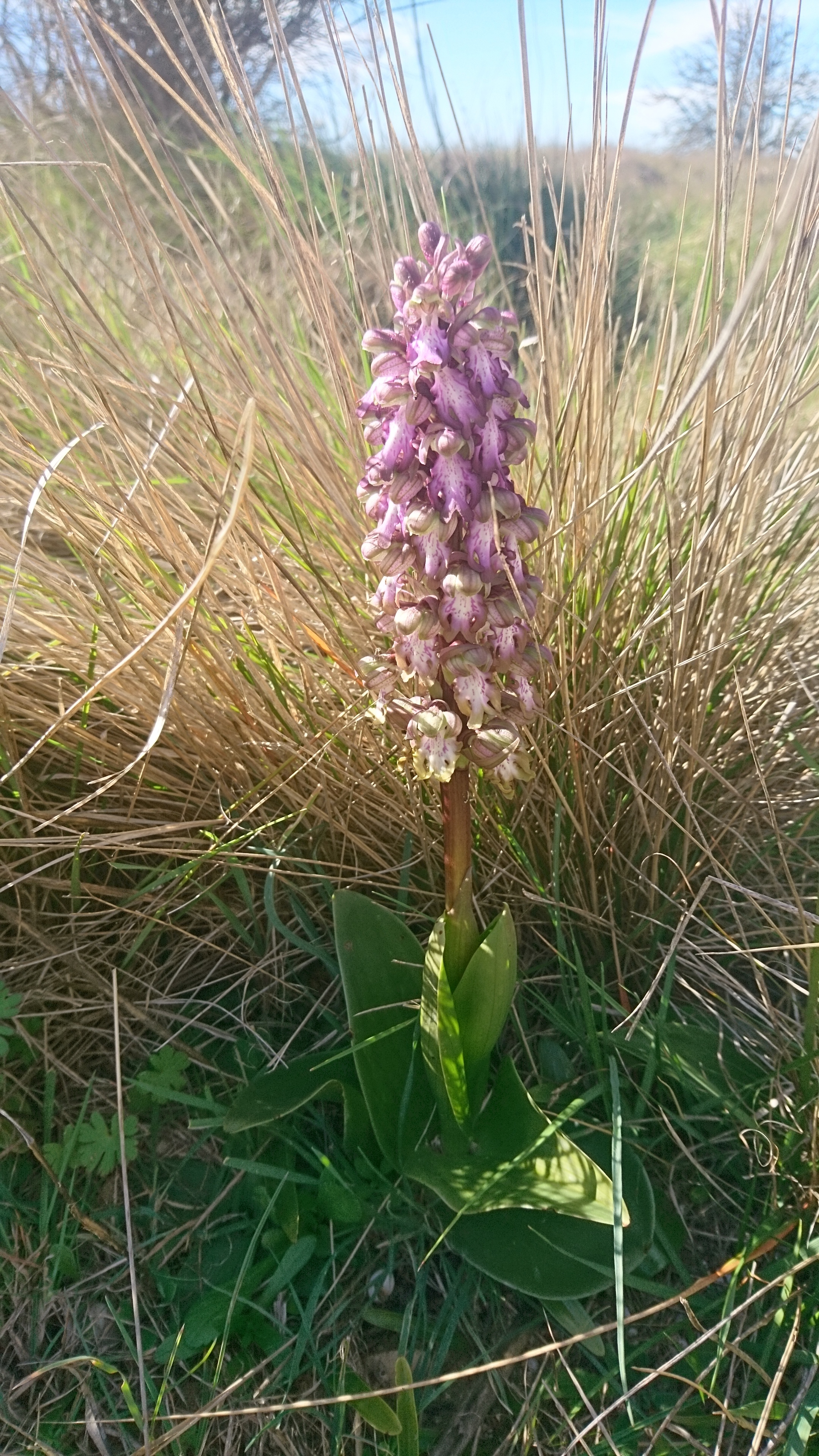 Orchidée de Provence